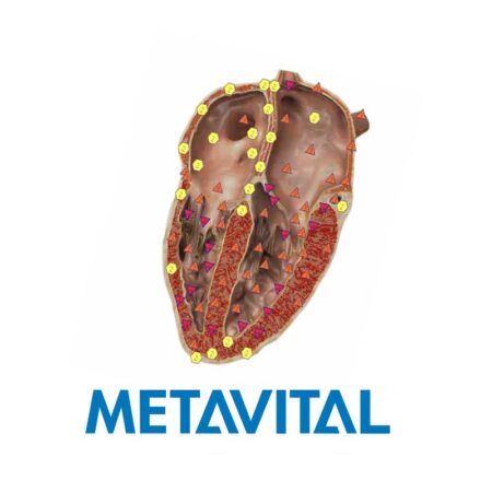 METAVITAL Online Akademie (METAVITAL HUMAN) - Vom Kopf ins Herz